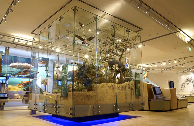 glass-display-box